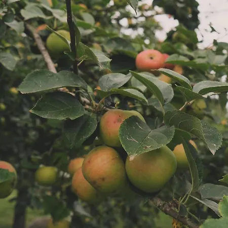 アパート En A La Pause Sauvage Normandie Gisay